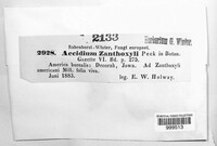 Aecidium zanthoxyli image